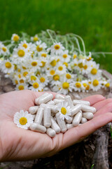 Herbal Chamomile Capsules in Hands with Flowers