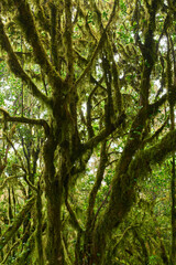 Fototapeta premium Mossy branches in Anaga forest