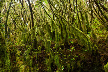 Mossy branches in Anaga forest