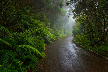 Wet trail through Anaga laurisilva forest