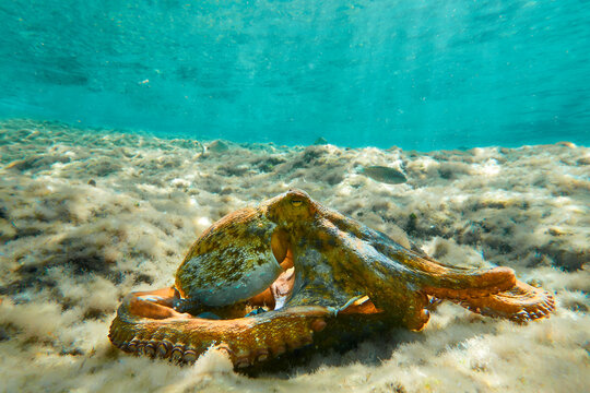Octopus (Octopus vulgaris Cuvier, 1797) or octopus is a cephalopod of the Octopodidae family at sea.