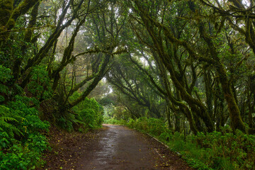 Wet trail through Anaga laurisilva forest