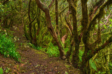 Mossy branches in Anaga forest