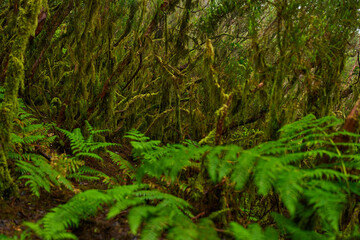 Ferns and moss in Anaga forest