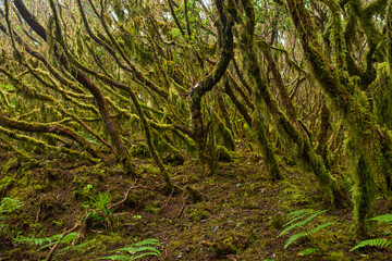 Mossy branches in Anaga forest