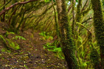 Fototapeta premium Mossy branches in Anaga forest