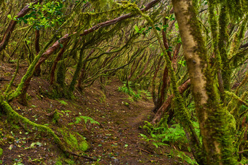 Mossy branches in Anaga forest