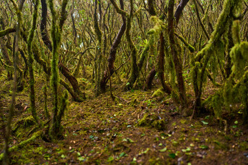 Obraz premium Mossy branches in Anaga forest
