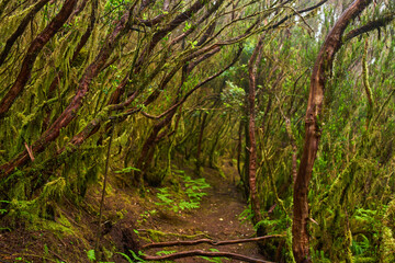 Fototapeta premium Barkless mossy trees in Anaga forest