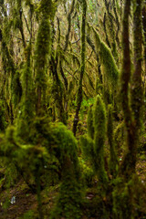Fototapeta premium Mossy branches in Anaga forest