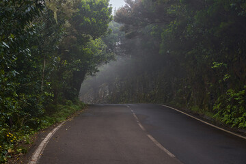 Wet trail through Anaga laurisilva forest