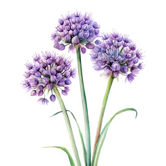 A Allium Stem Bouquet, watercolor painting vector, isolated on a white background. © AMIDCO