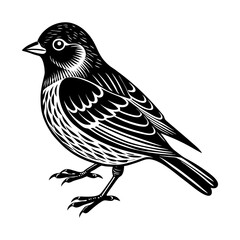Detailed black and white vector illustration of a songbird linnet bird for design and decoration