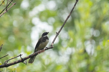 Fantail flycatcher on a tree branch