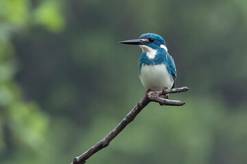 Small Blue Kingfisher on the edge of a tree branch