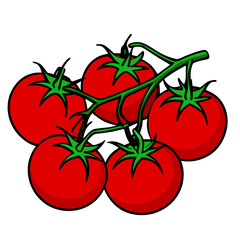 tomatoes on a vine