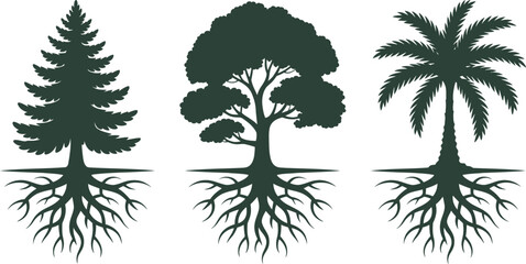 Tree illustration vector design of pine tree oak tree and palm tree with roots isolated on white background editable stock vector illustration
