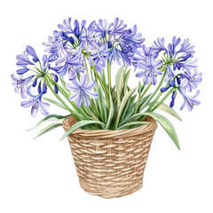 A Agapanthus Flower Basket, watercolor drawing vector, isolated on a white background.