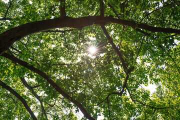 sun rays through trees