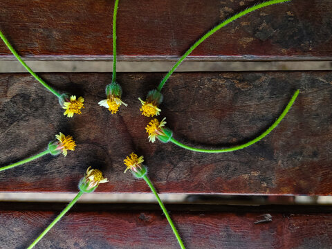close up of some tridax daisies on a wooden bench (Tridax procumbens)