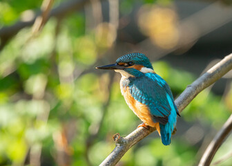 Zimorodek, Kingfisher na drzewie. Latający diament. Zimorodek polujący na małe rybki, portret zimorodka. © MarcinRoj.Fotografia