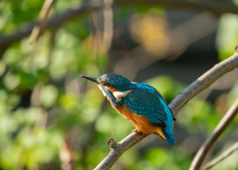 Zimorodek, Kingfisher na drzewie. Latający diament. Zimorodek polujący na małe rybki, portret zimorodka. © MarcinRoj.Fotografia