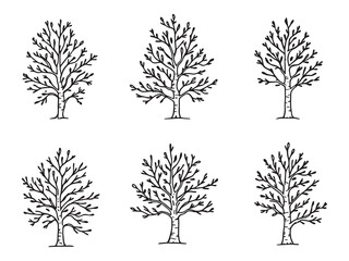 Birch Tree Clean Line Design