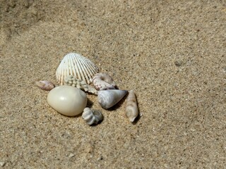 Photo shells on the sand and shells in the palm of your hand. Beach, and there are sea creatures, spiral shells small crabs, crab and crayfish house, sand and white shells
