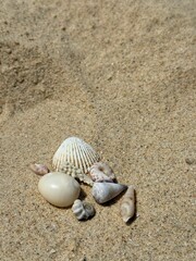 Photo shells on the sand and shells in the palm of your hand. Beach, and there are sea creatures, spiral shells small crabs, crab and crayfish house, sand and white shells