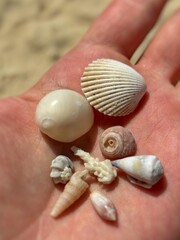 Photo shells on the sand and shells in the palm of your hand. Beach, and there are sea creatures, spiral shells small crabs, crab and crayfish house, sand and white shells