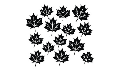 Black maple leaves isolated on white background are arranged in a group