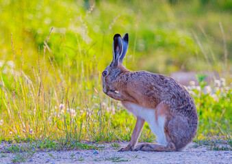 Funny looking Hare - Lepus europaeusin the field.