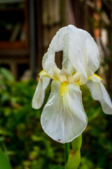 Close-up of a delicate white iris flower with pale yellow accents against a blurred natural...