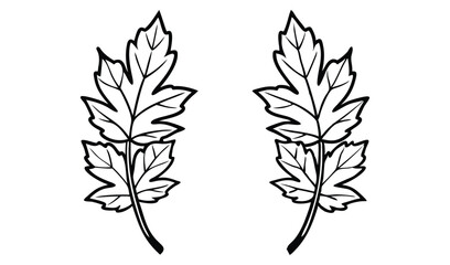 Two maple leaves isolated on white background