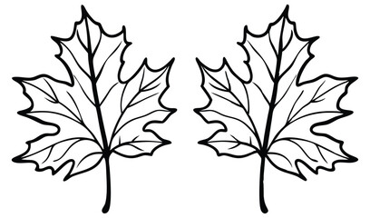 oak leaves isolated on white