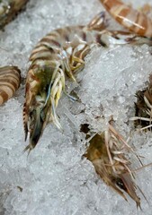 Fresh Penaeus monodon (black tiger shrimp) displayed on ice at seafood market. Premium shrimp for gourmet dishes