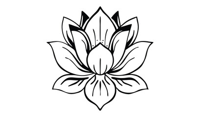 vector illustration of lily flower