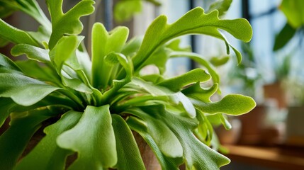 Platycerium sp: A studio capture flat shield like fronds bifurcated antler like foliage natural light indoor botanical setting.