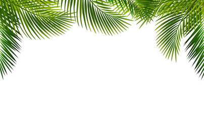 Green Palm Branch With White Background