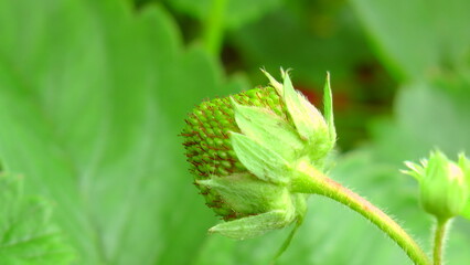 Unripe Strawberry