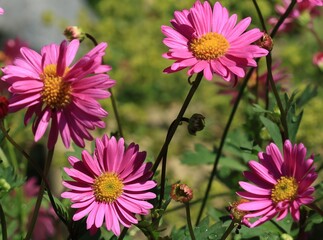 Obraz premium pink cosmos flowers