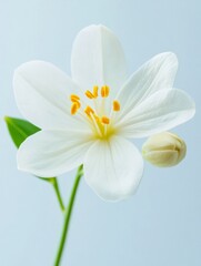 Naklejka premium Delicate White Flower Blooming with Bright Yellow Stamens in a Lush Green Natural Environment Exuding Beauty and Tranquility isolated on a white background