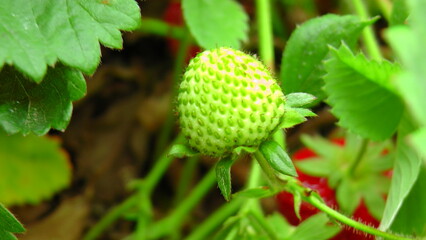 Close up of a growing Strawberry