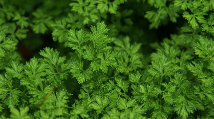 Parsley grows in the garden. Green leaves of parsley