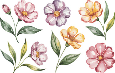Obraz premium Watercolor Anemone Flowers Hand-Painted Floral Clipart Set with Green Leaves, Isolated on White Background vector illustrations.