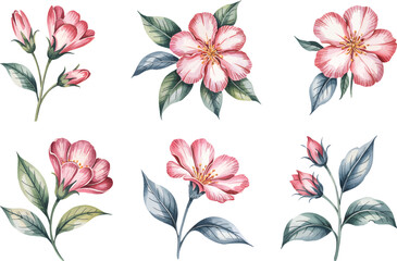 Watercolor Anemone Flowers Hand-Painted Floral Clipart Set with Green Leaves, Isolated on White Background vector illustrations.