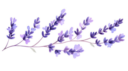Delicate lavender sprigs in a soft purple watercolor style, minimalistic isolated composition on white background for postcards, banners