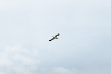 A common gull (Larus canus) flying in the cloudy sky, view from below