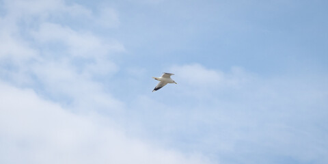 Fototapeta premium A common gull (Larus canus) flying in the cloudy sky, view from below