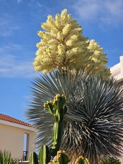 blooming palm tree with wonderful flowers in the garden of Cyprus